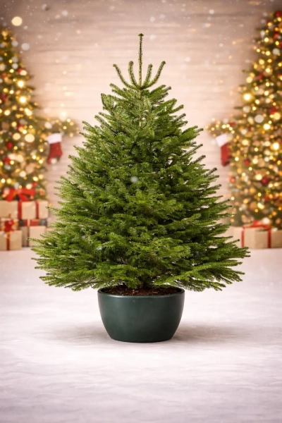 Пихта Нордмана в Кашпо — Премиальная 1—1,25 м