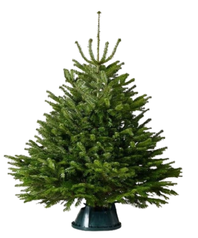 Пихта Нордмана в Кашпо — Премиальная (Высота: 1—1,25 м)