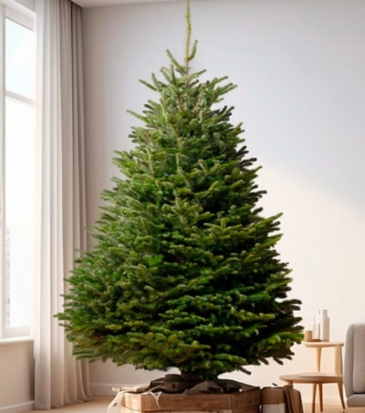 Пихта Нордмана — Датская (срез) (Высота: 1—1,25 м)