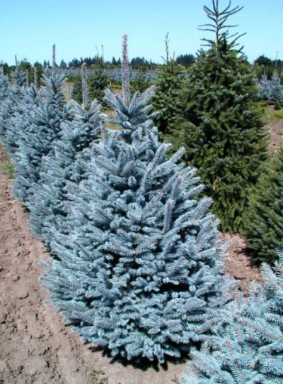 Ель Голубая — Серебристая (срез) (Высота: 4,0—5,0 м)