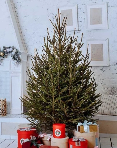 Ёлка Русская — Классическая Лесная (срез) (Высота: 1,75—2,0 м)