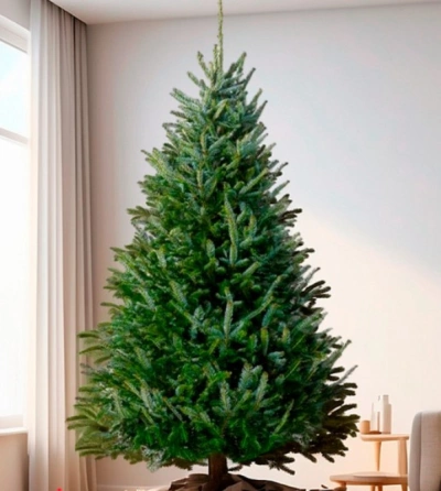 Пихта Фразера — Элитная (срез) (Высота: 1—1,25 м)