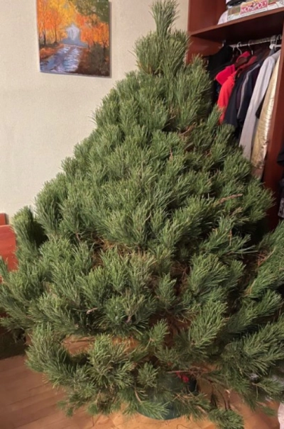 Сосна Канадская — Пышная Длиннохвойная (срез) (Высота: 1,75—2,0 м)