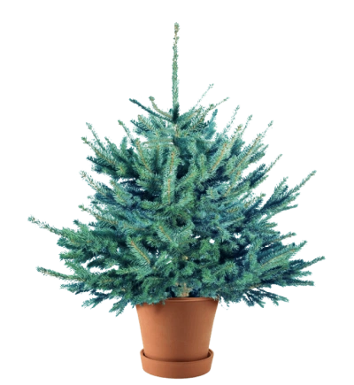 Ель Голубая в Кашпо — Серебристая Премиум (Высота: 1—1,2 м)