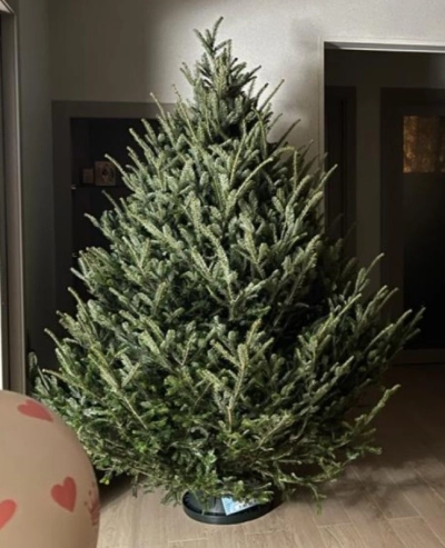 Пихта Фразера — Элитная (срез) (Высота: 1—1,25 м)