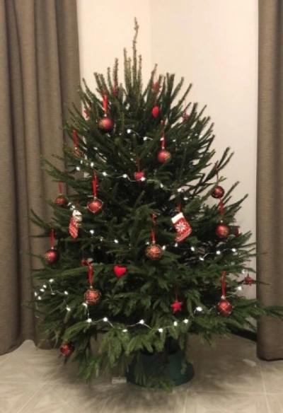 Ель Удмуртская — Лесная Пышная (срез) (Высота: 1—1,25 м)