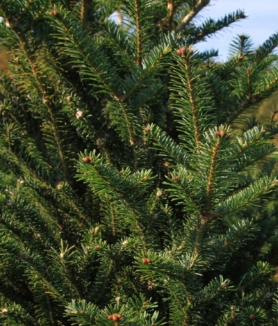 Ёлка Русская — Классическая Лесная (срез) (Высота: 1,75—2,0 м)