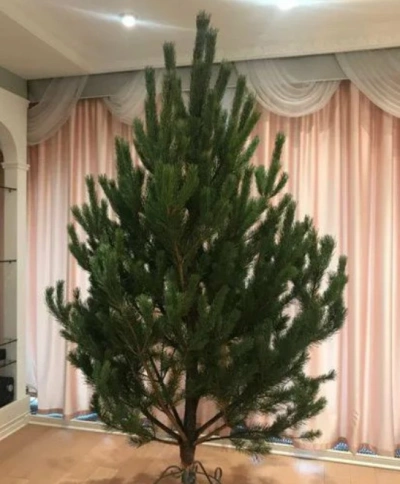 Сосна Русская — Ароматная Лесная (срез) (Высота: 1,0—1,5 м)