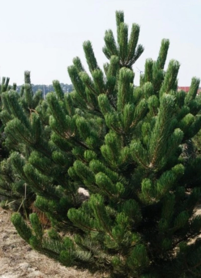 Сосна Русская — Ароматная Лесная (срез) (Высота: 1,0—1,5 м)