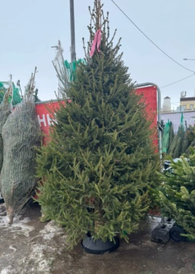 Ель Удмуртская VIP — Стриженная Премиум (срез) (Высота: 2,5 м)
