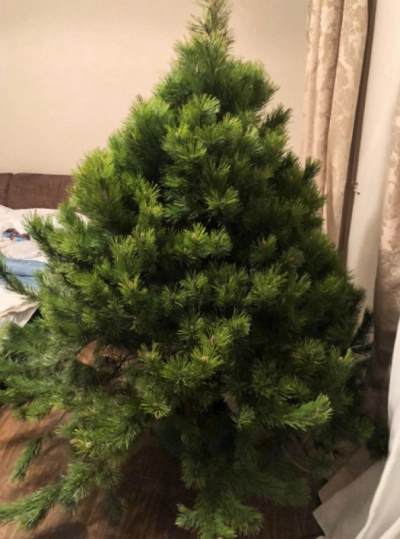 Сосна Канадская — Пышная Длиннохвойная (срез) (Высота: 1,75—2,0 м)