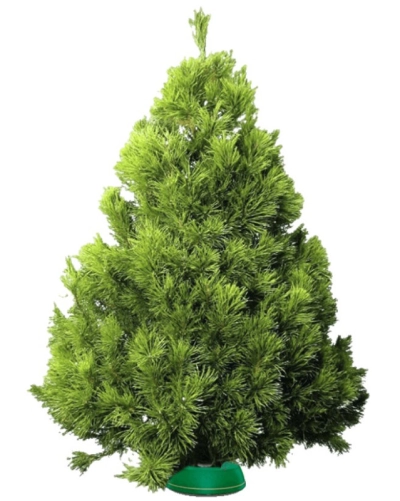 Сосна Канадская — Пышная Длиннохвойная (срез) (Высота: 1,75—2,0 м)