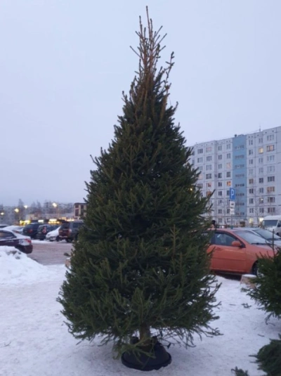 Ель Удмуртская VIP — Стриженная Премиум (срез) (Высота: 2,5 м)