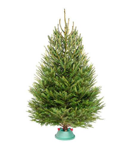 ЁЛКА РУССКАЯ (СРЕЗ) ЁЛКА РУССКАЯ (СРЕЗ)