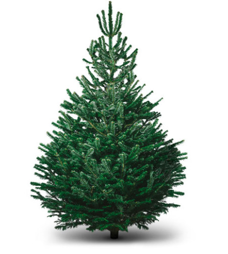 Пихта Нордмана — Датская (срез) Пихта Нордмана — Датская (срез)