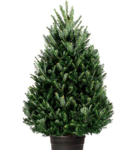 ПИХТА ФРАЗЕРА (КАШПО) ПИХТА ФРАЗЕРА (КАШПО)