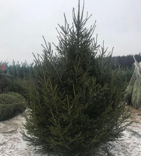 ЕЛЬ УДМУРТСКАЯ (СРЕЗ) ЕЛЬ УДМУРТСКАЯ (СРЕЗ)