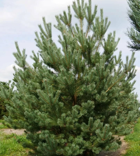 СОСНА РУССКАЯ (СРЕЗ) СОСНА РУССКАЯ (СРЕЗ)