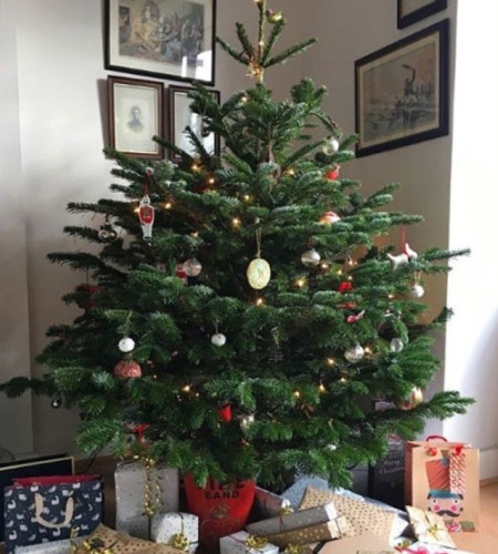 Пихта Нордмана — Датская (срез) Пихта Нордмана — Датская (срез)