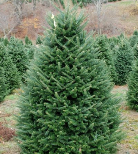 Пихта Фразера — Элитная (срез) Пихта Фразера — Элитная (срез)