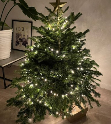 Пихта Нордмана — Датская (срез) Пихта Нордмана — Датская (срез)