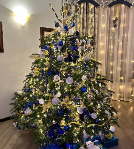 Пихта Нордмана — Датская (срез) Пихта Нордмана — Датская (срез)