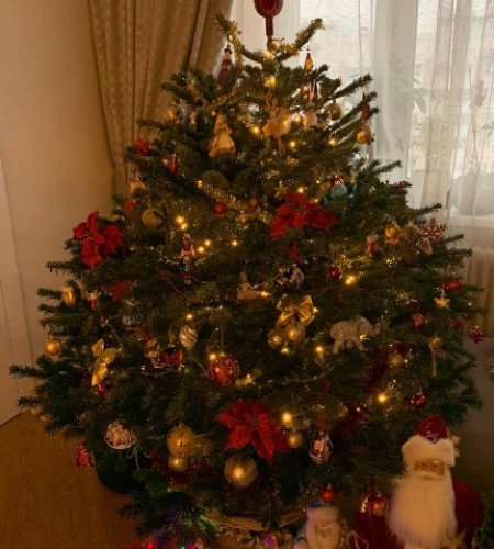 Пихта Нордмана — Датская (срез) Пихта Нордмана — Датская (срез)