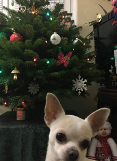 Пихта Нордмана — Датская (срез)