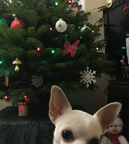 Пихта Нордмана — Датская (срез) Пихта Нордмана — Датская (срез)