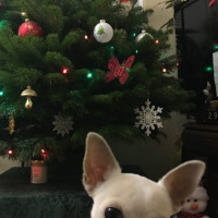 Пихта Нордмана — Датская (срез)