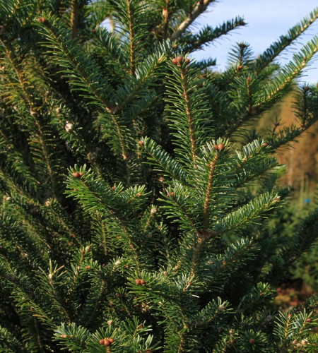 ЁЛКА РУССКАЯ (СРЕЗ) ЁЛКА РУССКАЯ (СРЕЗ)