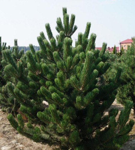 СОСНА РУССКАЯ (СРЕЗ) СОСНА РУССКАЯ (СРЕЗ)