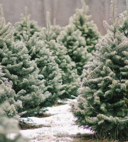 Пихта Нордмана — Датская (срез) Пихта Нордмана — Датская (срез)