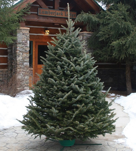 Пихта Фразера — Элитная (срез) Пихта Фразера — Элитная (срез)