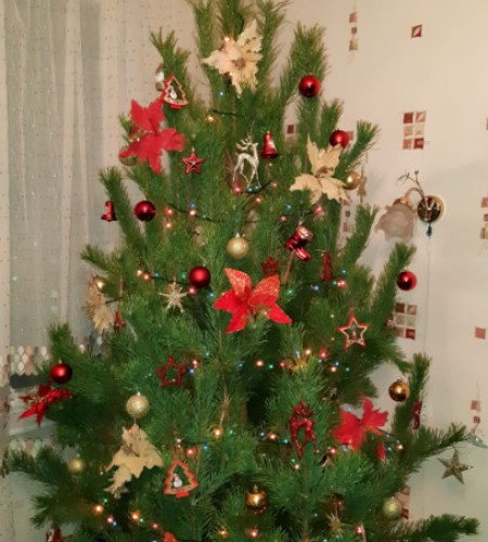 СОСНА РУССКАЯ (СРЕЗ) СОСНА РУССКАЯ (СРЕЗ)