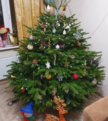 Пихта Нордмана — Датская (срез) Пихта Нордмана — Датская (срез)