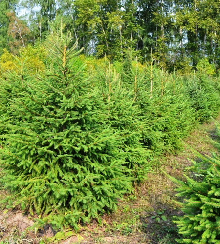 ЁЛКА РУССКАЯ (СРЕЗ) ЁЛКА РУССКАЯ (СРЕЗ)