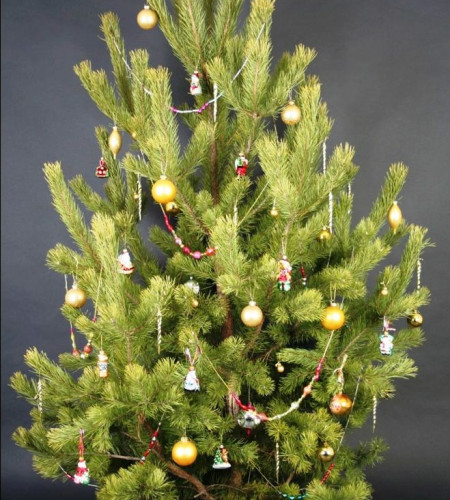 СОСНА РУССКАЯ (СРЕЗ) СОСНА РУССКАЯ (СРЕЗ)