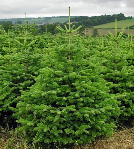 Пихта Нордмана — Датская (срез) Пихта Нордмана — Датская (срез)