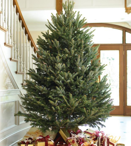 Пихта Фразера — Элитная (срез) Пихта Фразера — Элитная (срез)