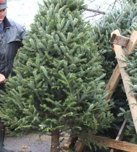 ПРОФЕССИОНАЛЬНАЯ УСТАНОВКА ЁЛКИ ПРОФЕССИОНАЛЬНАЯ УСТАНОВКА ЁЛКИ