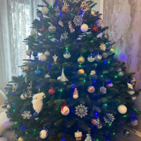 Пихта Нордмана — Датская (срез)