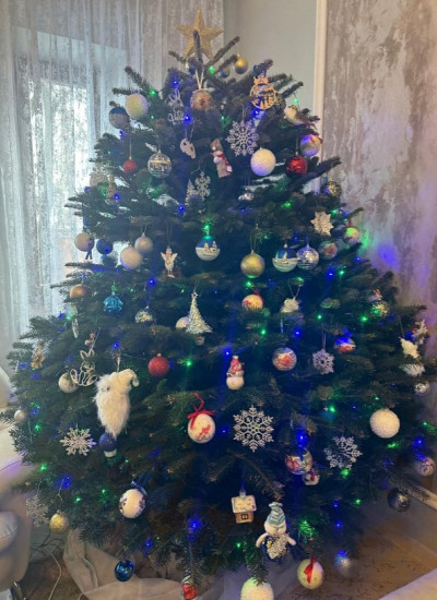 Пихта Нордмана — Датская (срез)