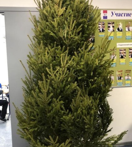 ЕЛЬ УДМУРТСКАЯ (СРЕЗ) ЕЛЬ УДМУРТСКАЯ (СРЕЗ)