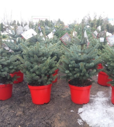 ЕЛЬ ГОЛУБАЯ (КАШПО) ЕЛЬ ГОЛУБАЯ (КАШПО)