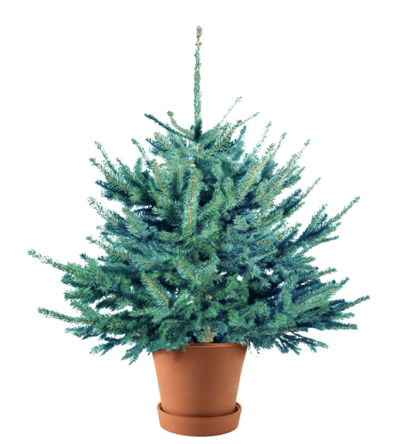 ЕЛЬ ГОЛУБАЯ (КАШПО) ЕЛЬ ГОЛУБАЯ (КАШПО)