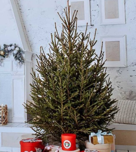 ЁЛКА РУССКАЯ (СРЕЗ) ЁЛКА РУССКАЯ (СРЕЗ)