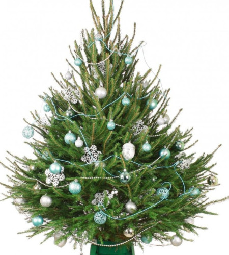 ЕЛЬ УДМУРТСКАЯ (СРЕЗ) ЕЛЬ УДМУРТСКАЯ (СРЕЗ)