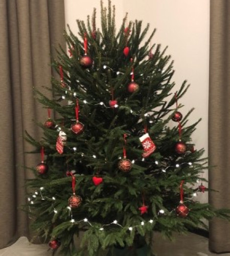 ЕЛЬ УДМУРТСКАЯ (СРЕЗ) ЕЛЬ УДМУРТСКАЯ (СРЕЗ)