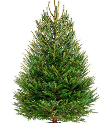 ЕЛЬ УДМУРТСКАЯ (СРЕЗ) ЕЛЬ УДМУРТСКАЯ (СРЕЗ)